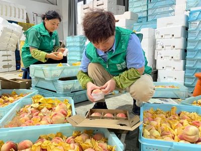 搭乘即時零售快車，南匯水蜜桃告別‘樹下熟’邁向新篇章