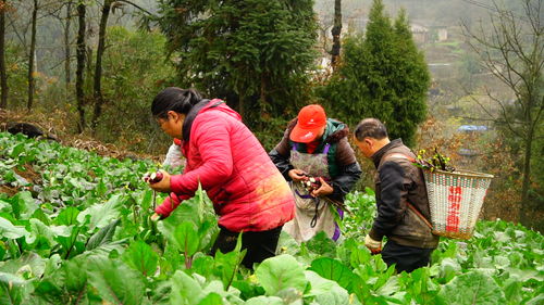 脫貧攻堅出列紀實 太平鄉(xiāng)抬石村基礎(chǔ)完善添動力 產(chǎn)業(yè)發(fā)展促脫貧