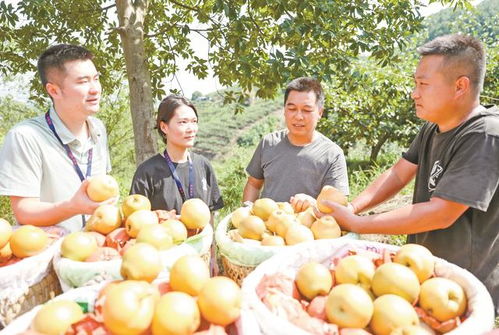 廣安“三端協(xié)同”發(fā)力，讓“廣字號”初級農(nóng)產(chǎn)品走向廣闊市場