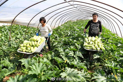 第八批安徽省無公害農(nóng)產(chǎn)品認定名單公布，783個產(chǎn)品入選，看看有您家鄉(xiāng)的嗎？