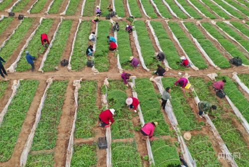 瞰縣域丨甘肅成縣 小品種逆襲，編織強縣域大網(wǎng)