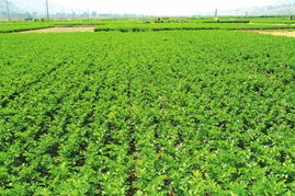 蘭州市農(nóng)產(chǎn)品質量安全邁向新臺階 初級農(nóng)產(chǎn)品檢測基本實現(xiàn)全覆蓋